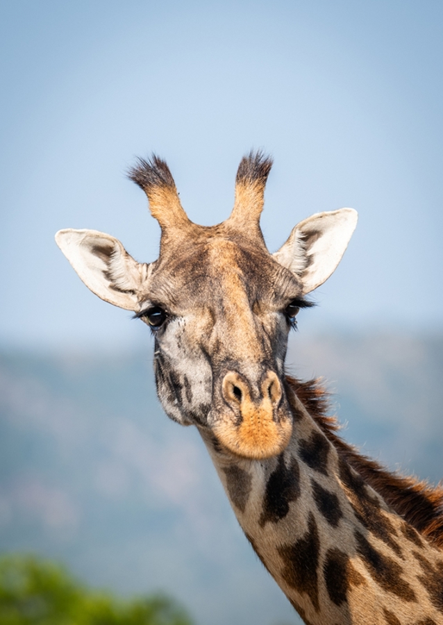 See the world like a giraffe.