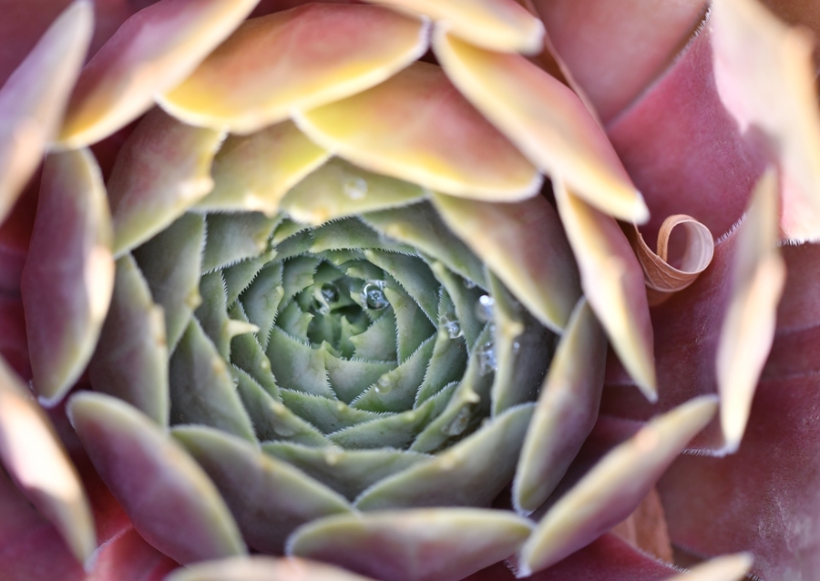 Houseleek after rain