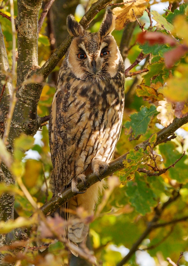 Long-eared Owl