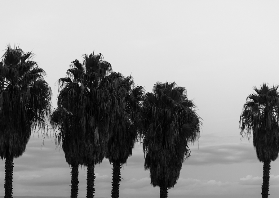 Sunset Palm Trees Dream #2 