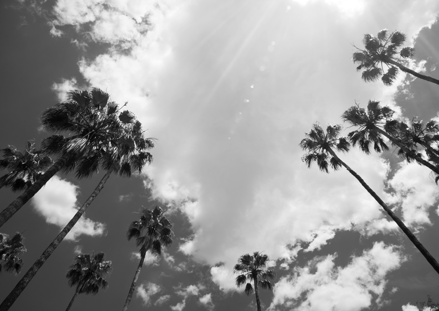 Under the Palm Trees #14 