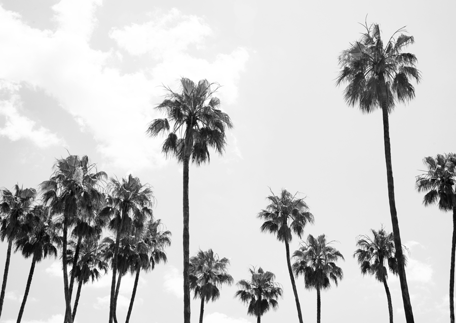 Palm Trees Beauty #8 #tropical