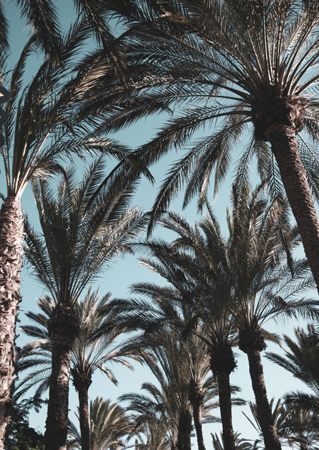 Palm Tree Jungle #1 #tropical 