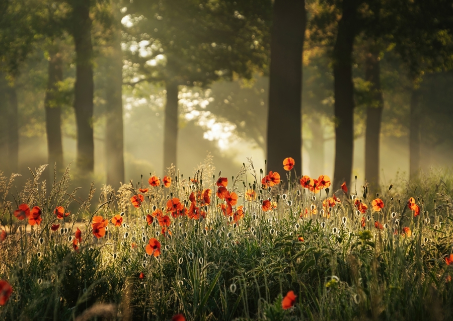 The poppy forest