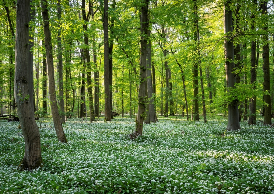 Wild garlic forest