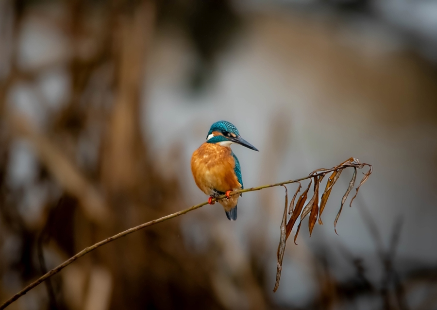 Kungsfiskaren på vasstråt
