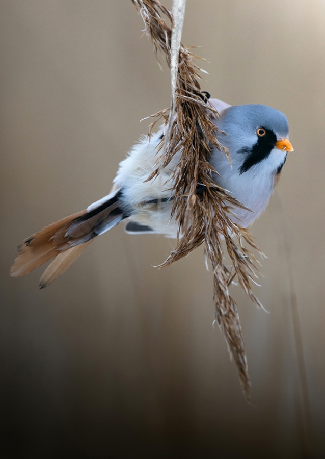 Bearded Reedling
