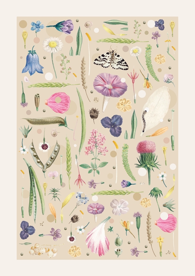 Butterfly and caterpillar