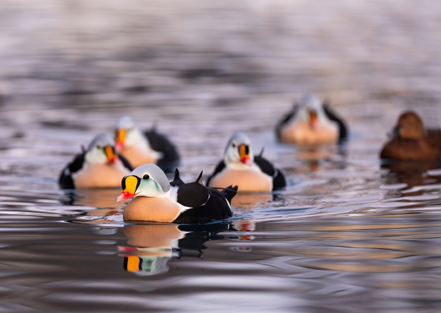 King Eider in its flock