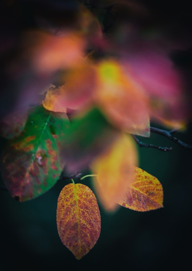 Kirschmispel im Herbst