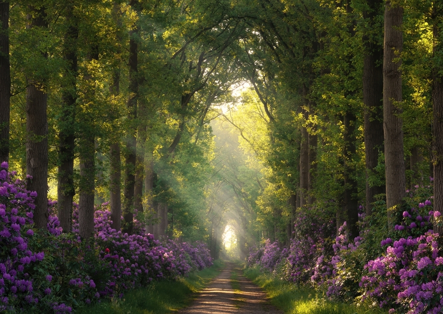 Rododendros y rayos de sol