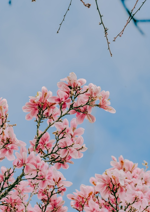 Tulpenbaum