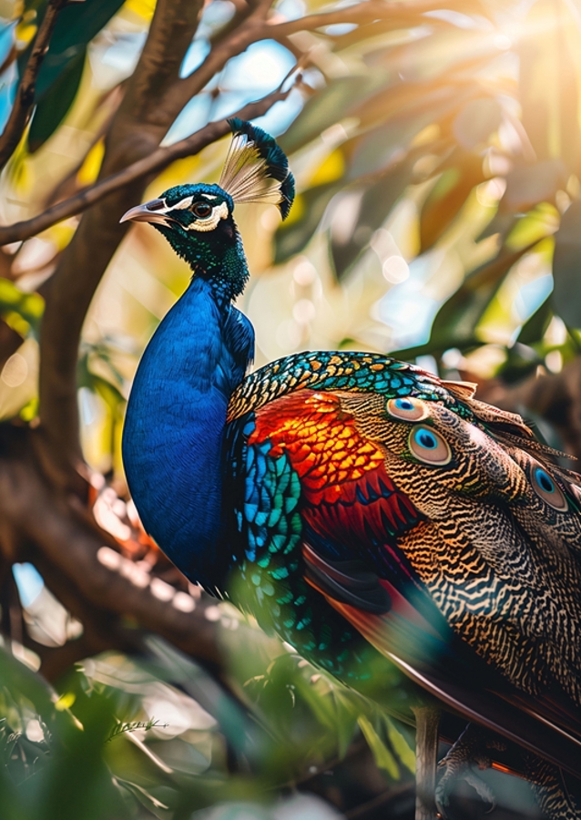 A Peacock's Portrait