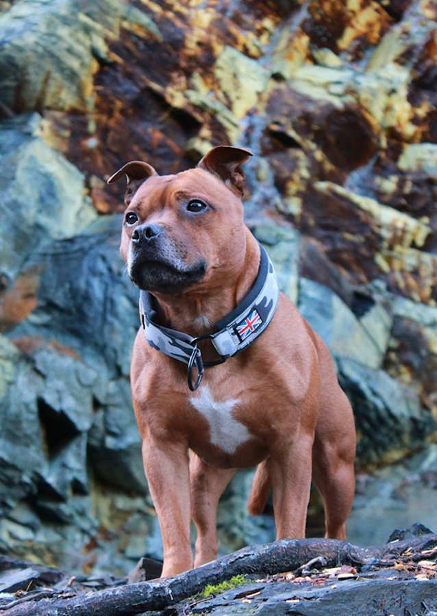 Stafordšírský bulteriér v kategorii S