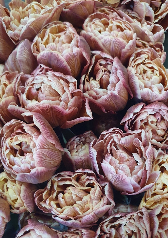 Flora samling: Fransk tulipan