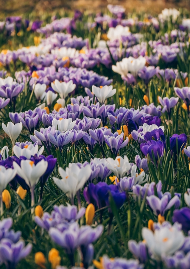 Krokusy. Prvé jarné kvety