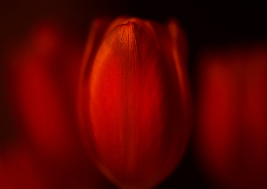 Red tulips 