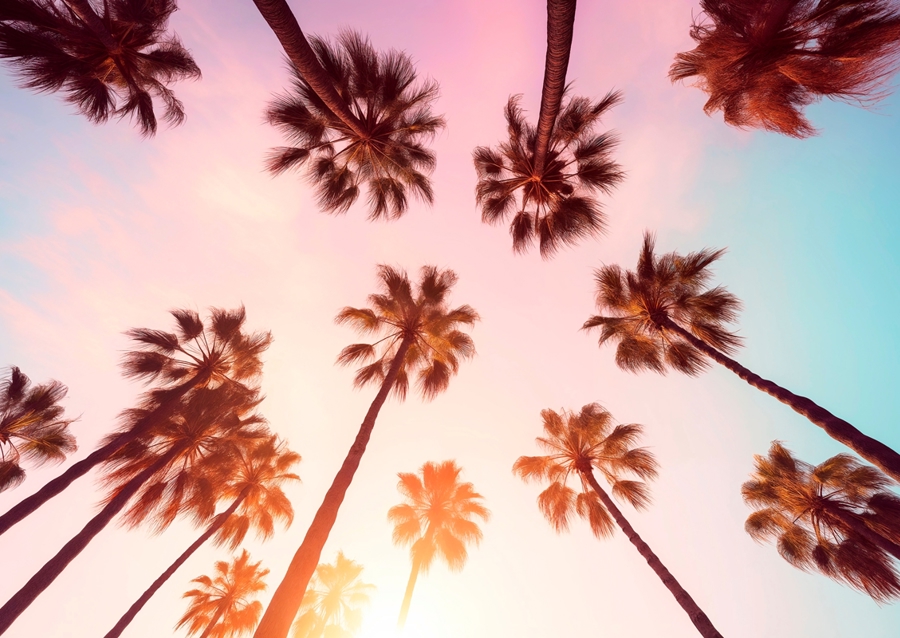 Beverly Hills Sunset Palms