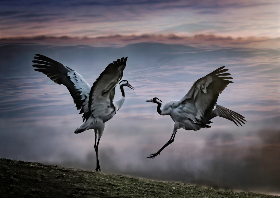 Dva tančící jeřábi.