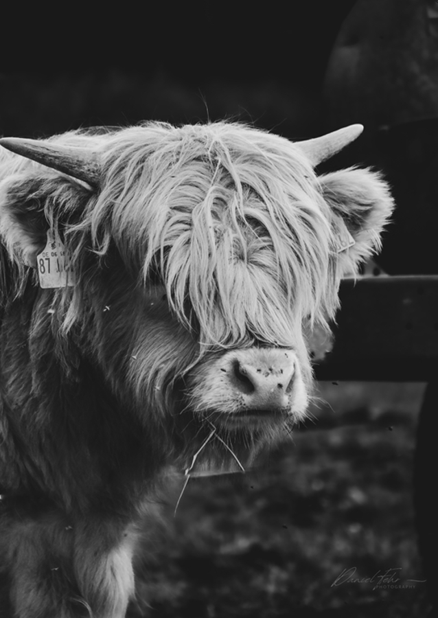 Highland Cow