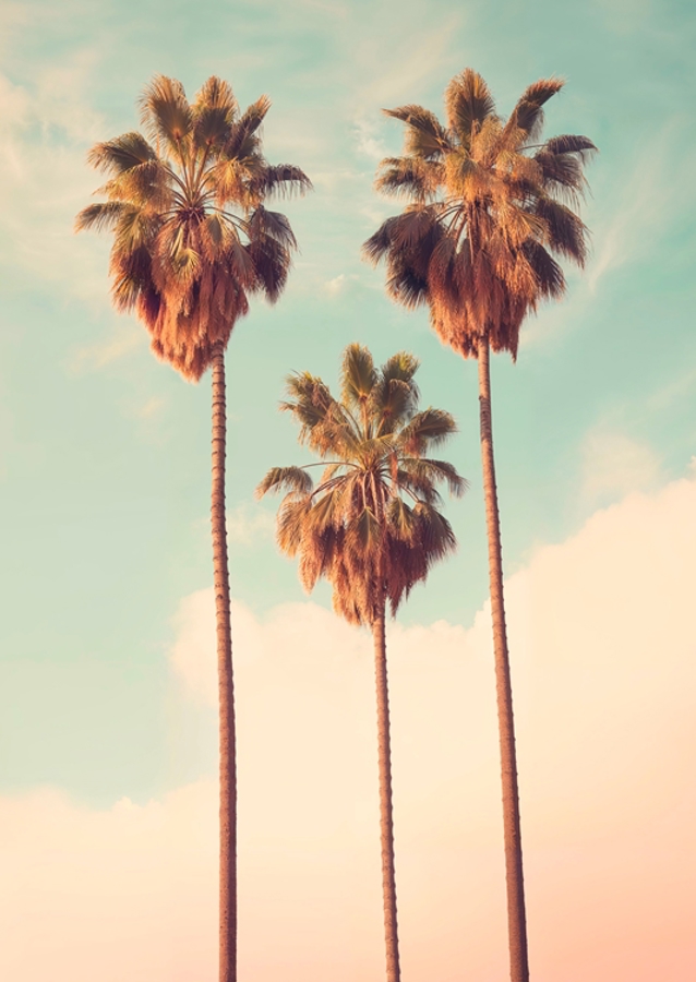 Los Angeles Palms Paradise
