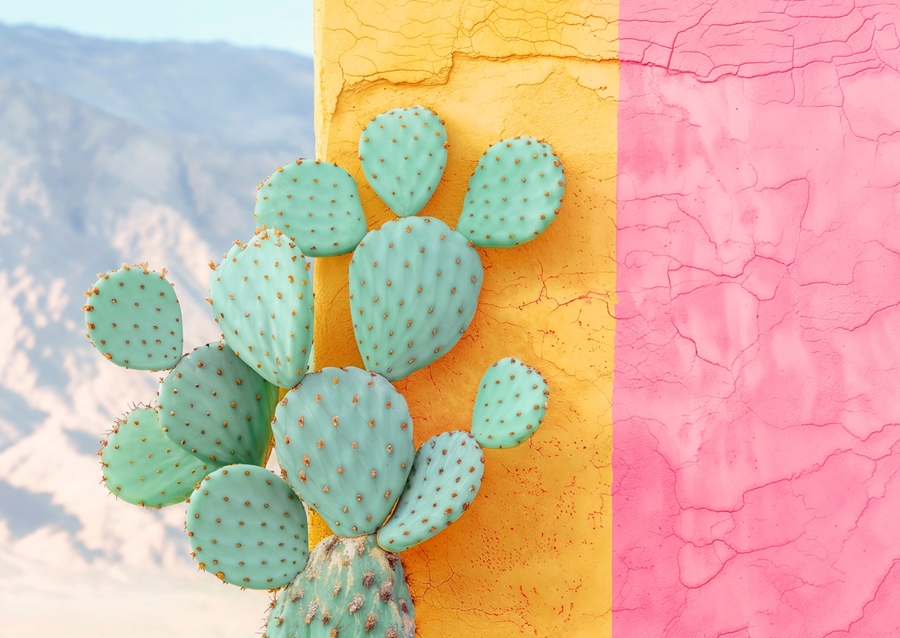 Cactus Colorwall