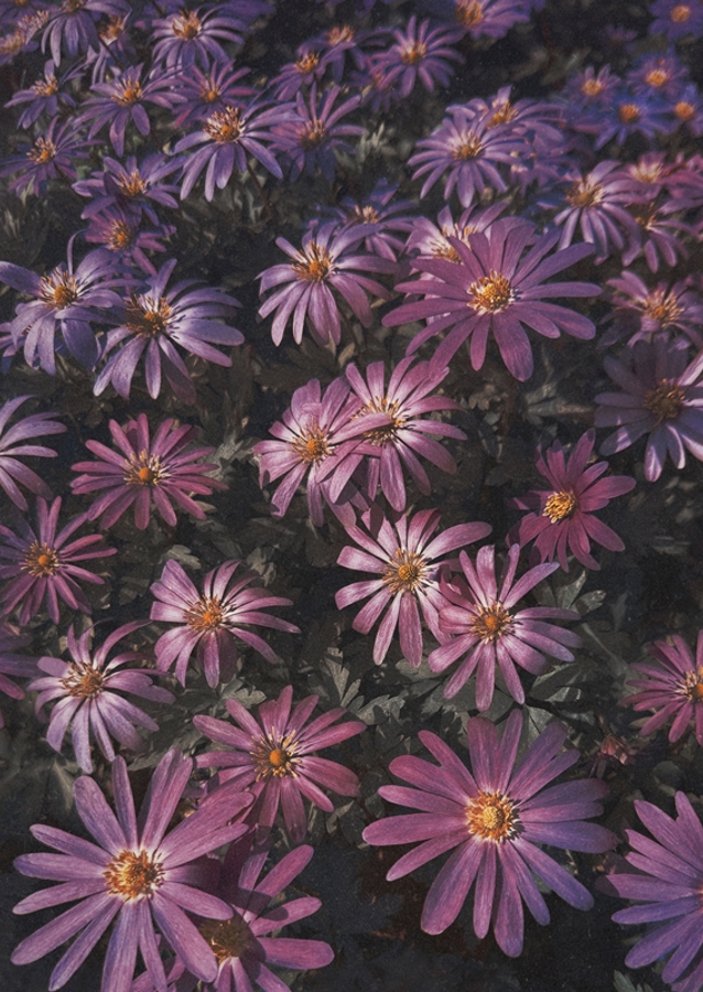 Victorian pink flowers