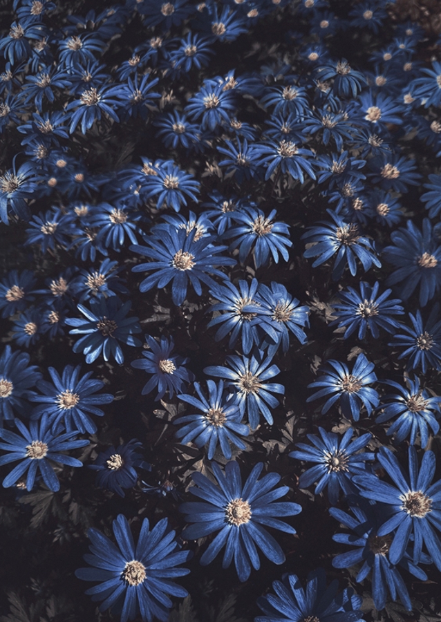 Květy modré jako noc