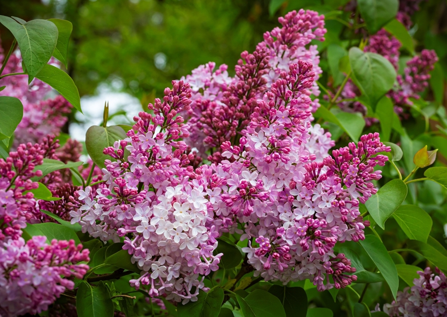 Velmi starý šeřík