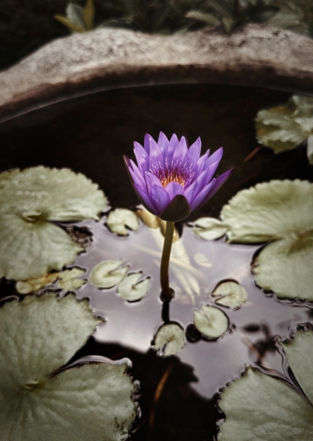 Purple lotus