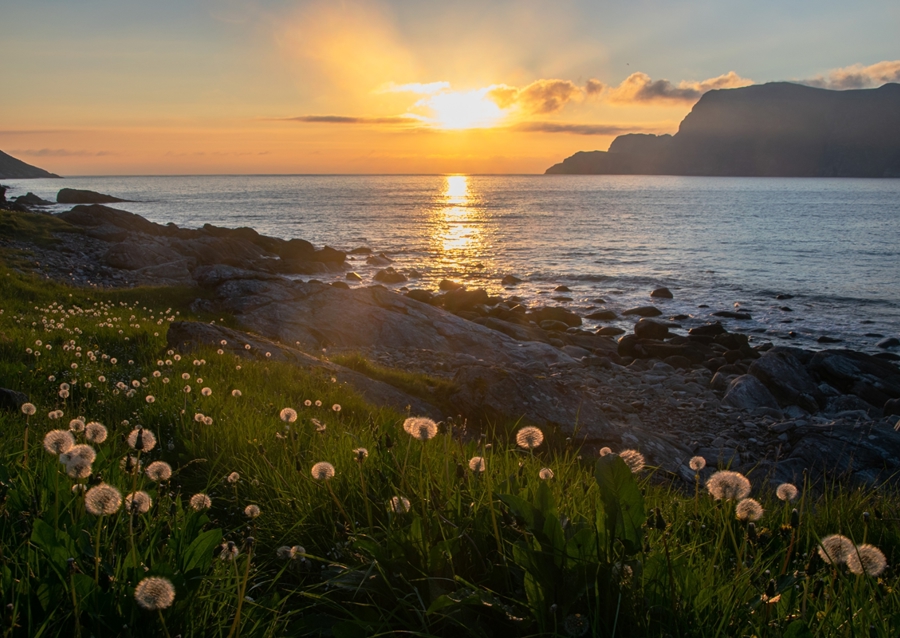 Hoddevika flowers in sunset