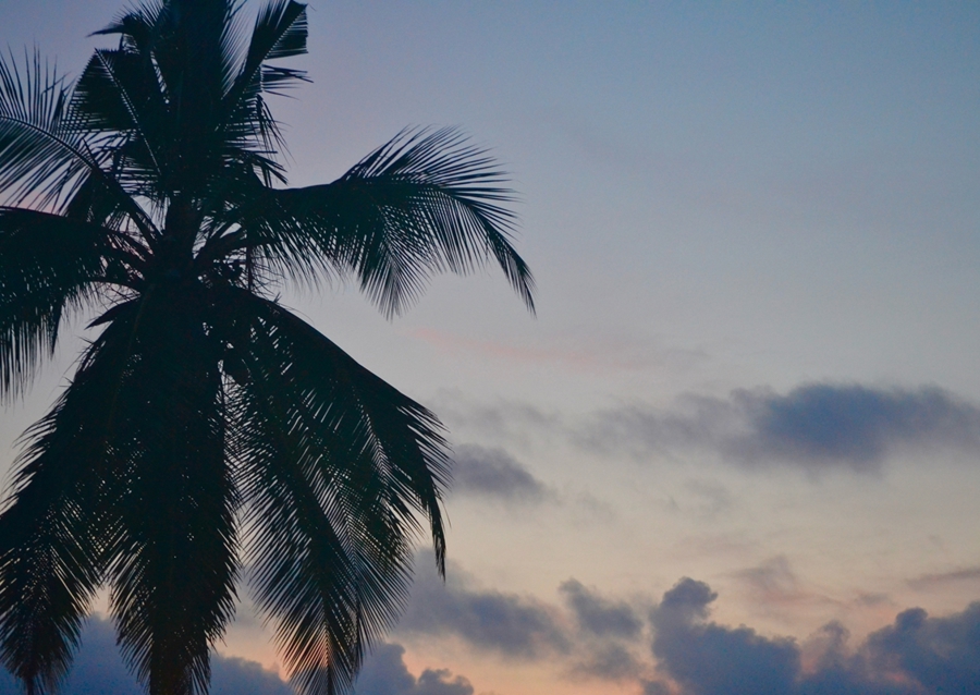 Palm tree in sunset