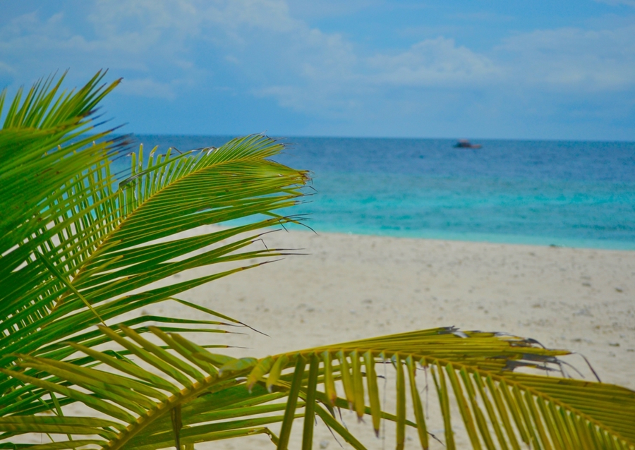 Palm tree with oceanview