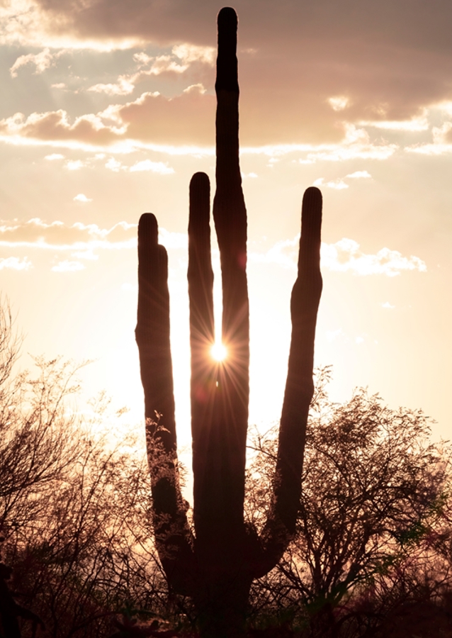 Between the cactus, the Light