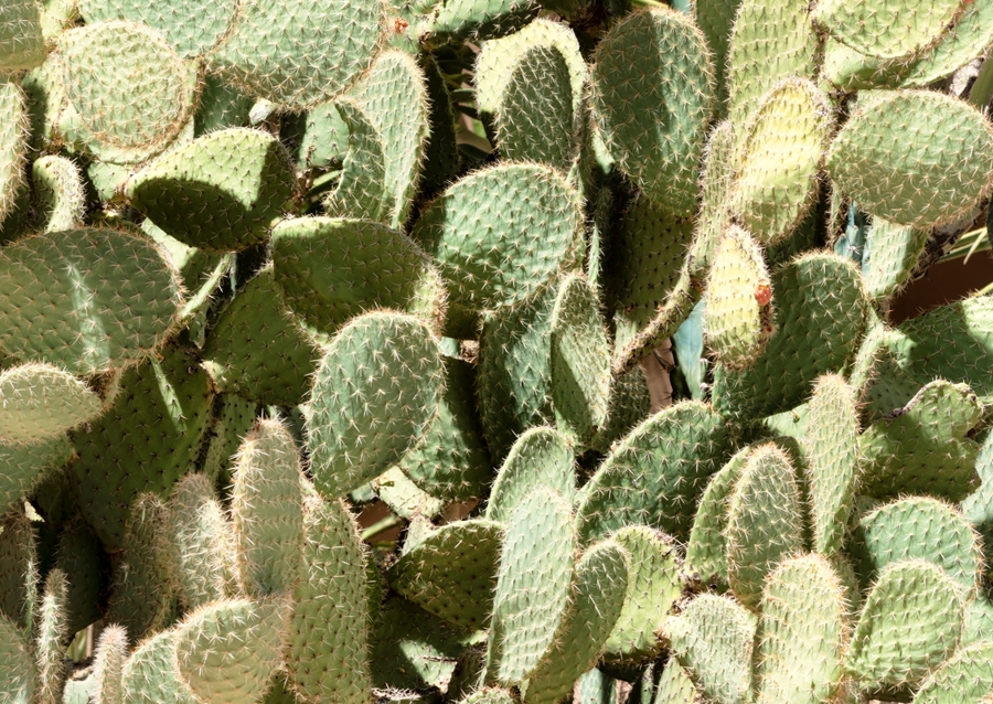 Nopal Opuntia-kaktus