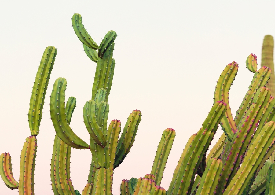 Pastel Sunset Cacti