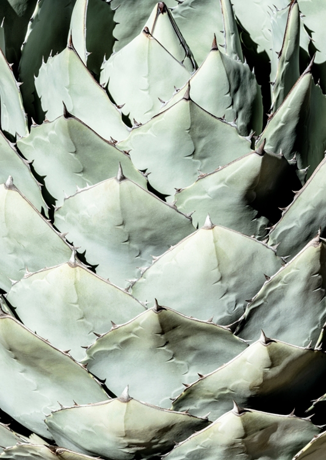 Agave Leaves