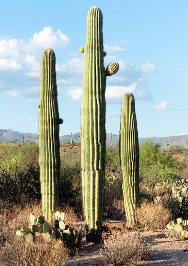 Saguaro Cacti Family