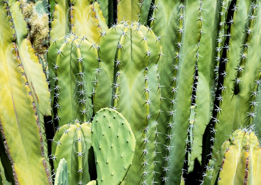 Family Green Cacti