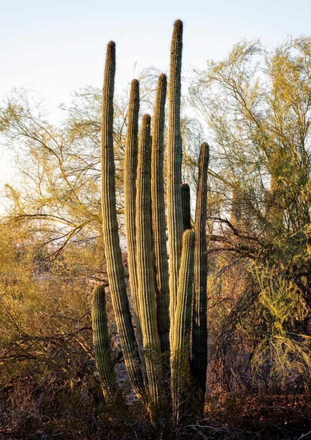 Pouštní západ slunce Příroda