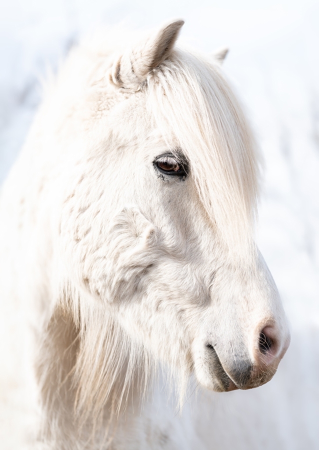 Porträt eines weißen Islandpferdes