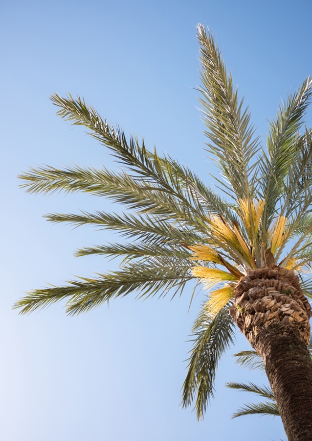 The Colorful Palm Tree