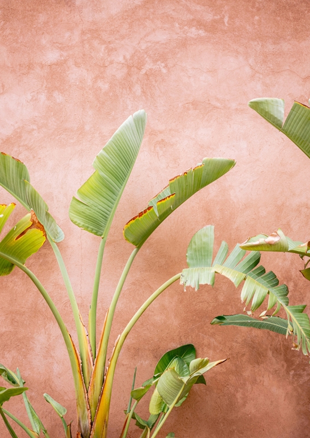 Palms of Ourika, Morocco 