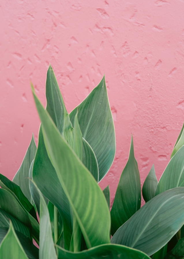 Botanical green plant Spain