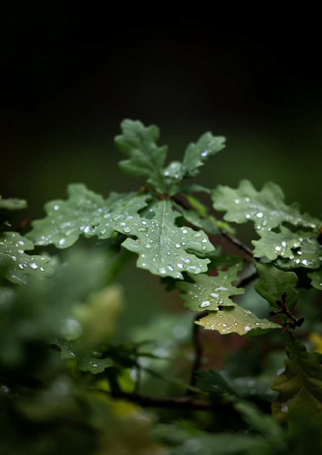 Oak leaves after rain