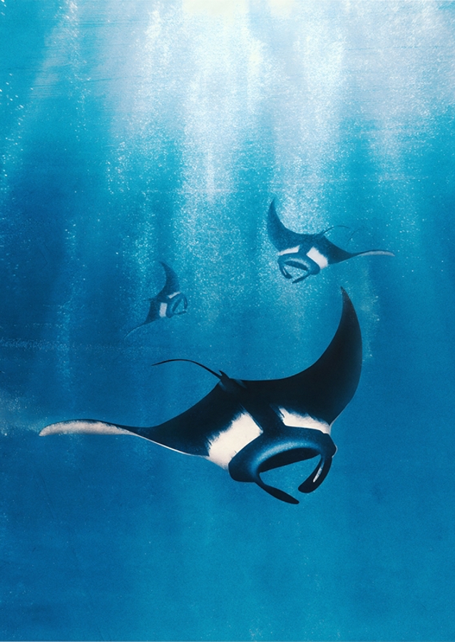 De sierlijke mantarog