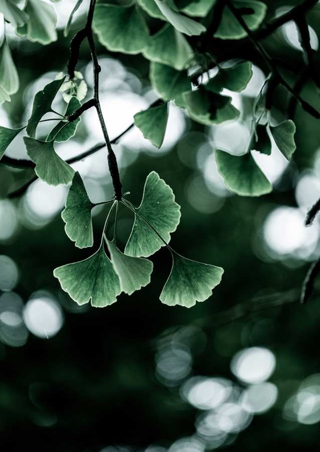 Ginko 1