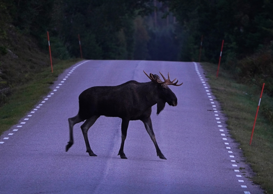 Losi přecházející silnici ve Švédsku