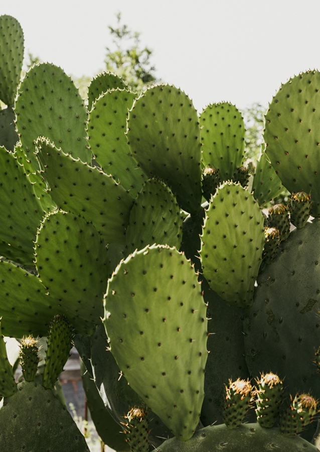 Cactus in Vibo Valentia Italy
