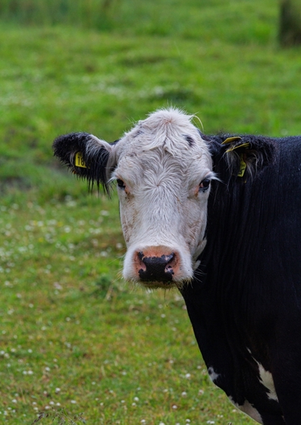 Poster: Un taureau sur les prairies de plage - Kim Carlson 